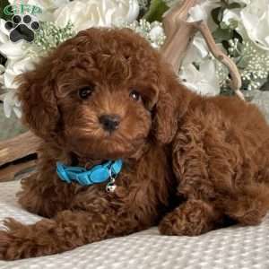 Scout, Toy Poodle Puppy
