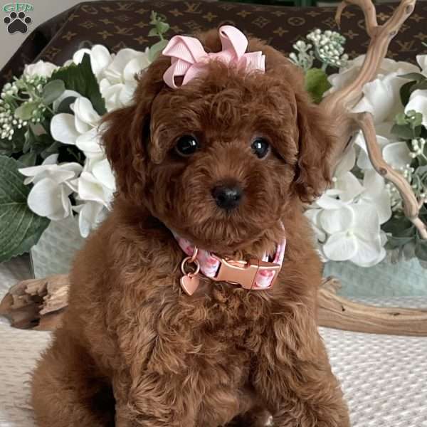 Zoe, Toy Poodle Puppy