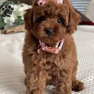 Zoe, Toy Poodle Puppy