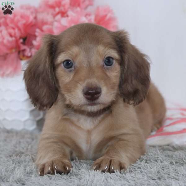Evana, Dachshund Puppy