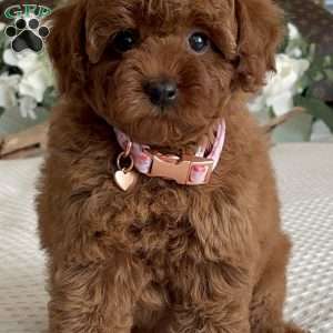 Zoe, Toy Poodle Puppy