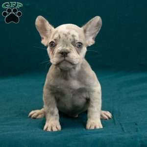 Caleb, French Bulldog Puppy