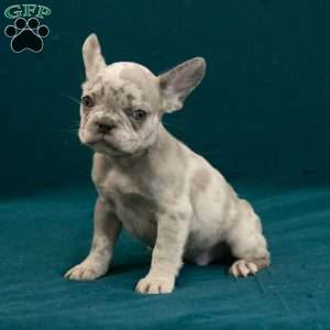 Caleb, French Bulldog Puppy
