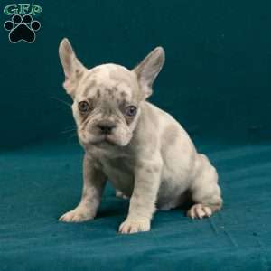 Caleb, French Bulldog Puppy