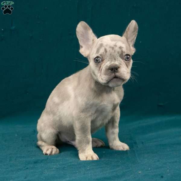 Caleb, French Bulldog Puppy