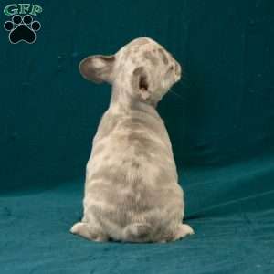 Caleb, French Bulldog Puppy