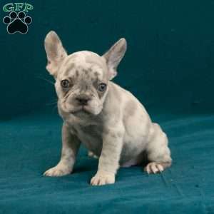 Caleb, French Bulldog Puppy