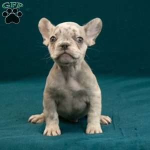 Caleb, French Bulldog Puppy