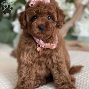 Zoe, Toy Poodle Puppy