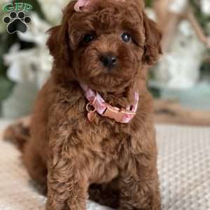 Zoe, Toy Poodle Puppy