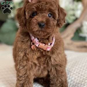 Zoe, Toy Poodle Puppy