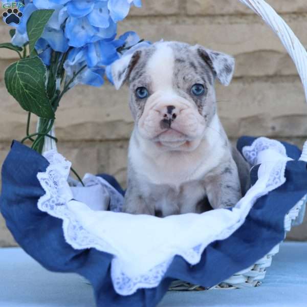 Blueberry, Frenchton Puppy