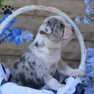 Blueberry, Frenchton Puppy