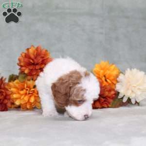 Heather, Miniature Poodle Puppy