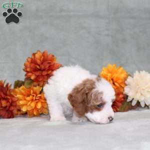 Heather, Miniature Poodle Puppy