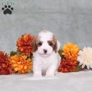 Heather, Miniature Poodle Puppy