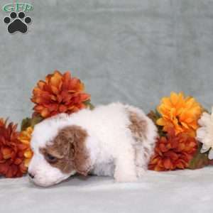 Heather, Miniature Poodle Puppy