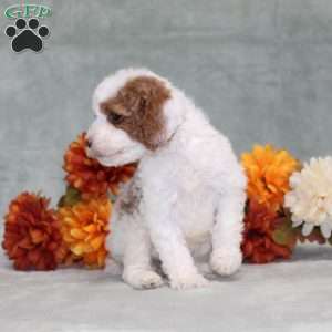 Heather, Miniature Poodle Puppy