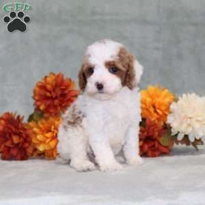 Heather, Miniature Poodle Puppy
