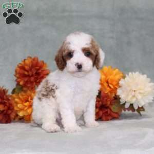 Heather, Miniature Poodle Puppy