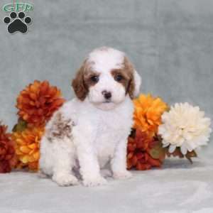 Heather, Miniature Poodle Puppy