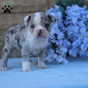 Blueberry, Frenchton Puppy