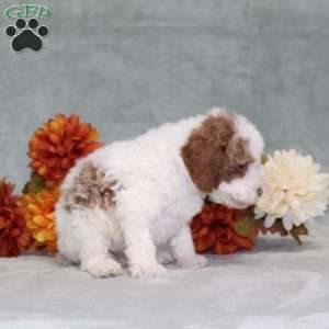 Heather, Miniature Poodle Puppy