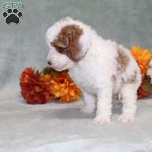 Heather, Miniature Poodle Puppy