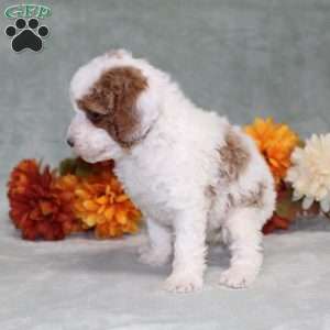 Heather, Miniature Poodle Puppy