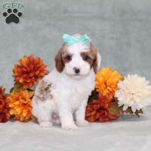 Heather, Miniature Poodle Puppy