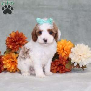 Heather, Miniature Poodle Puppy