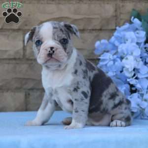 Blueberry, Frenchton Puppy