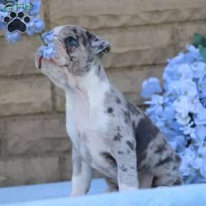Blueberry, Frenchton Puppy