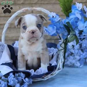 Huckleberry, Frenchton Puppy
