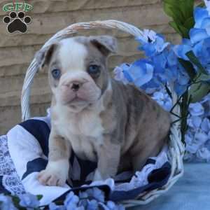 Huckleberry, Frenchton Puppy