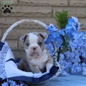 Huckleberry, Frenchton Puppy