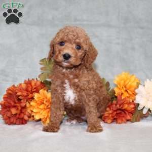 Harlee, Miniature Poodle Puppy