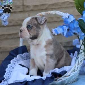 Huckleberry, Frenchton Puppy