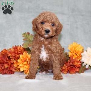 Harlee, Miniature Poodle Puppy