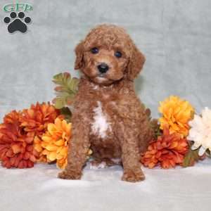 Harlee, Miniature Poodle Puppy