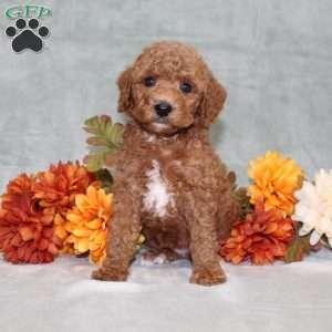 Harlee, Miniature Poodle Puppy