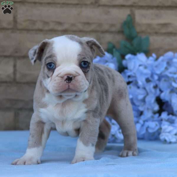 Huckleberry, Frenchton Puppy