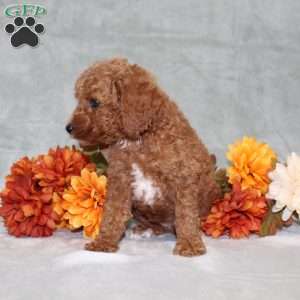 Harlee, Miniature Poodle Puppy