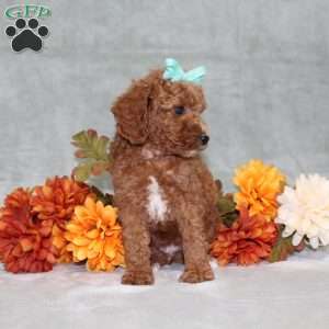 Harlee, Miniature Poodle Puppy