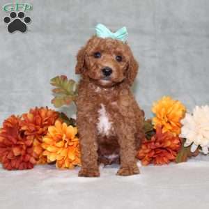 Harlee, Miniature Poodle Puppy