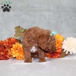 Harlee, Miniature Poodle Puppy