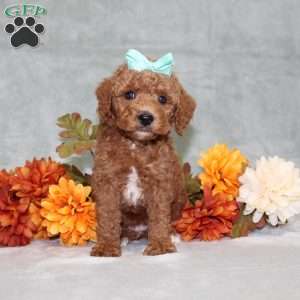 Harlee, Miniature Poodle Puppy