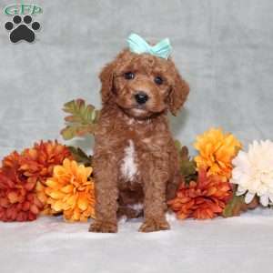 Harlee, Miniature Poodle Puppy