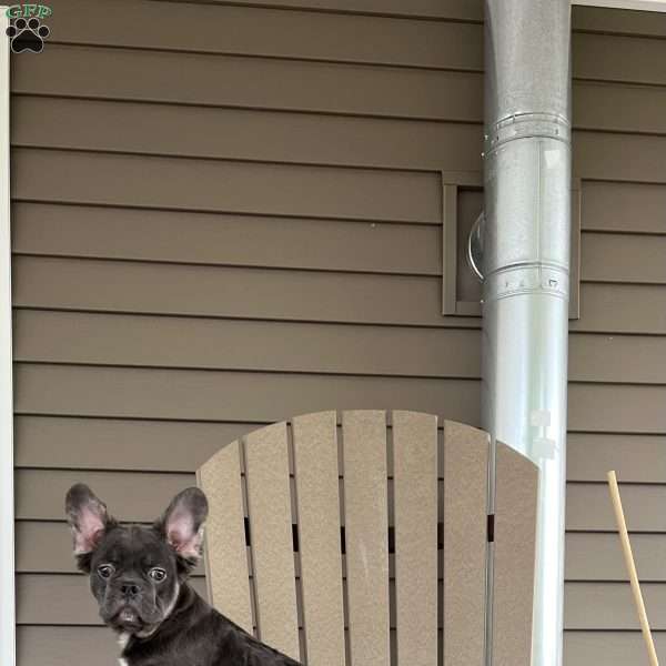 Shay, French Bulldog Puppy