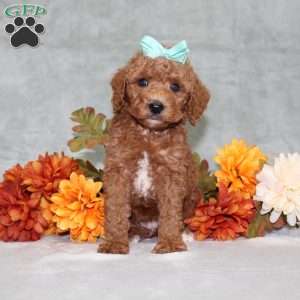 Harlee, Miniature Poodle Puppy